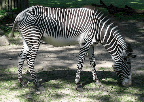 Grasendes Zebra im Augsburger Zoo