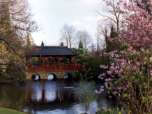 Japanischem Pavillon mit rot gestrichenen Geländer und gewebten Dachflächen umgeben von einem weiträumigen Teich und Kirschblütenbäumen.