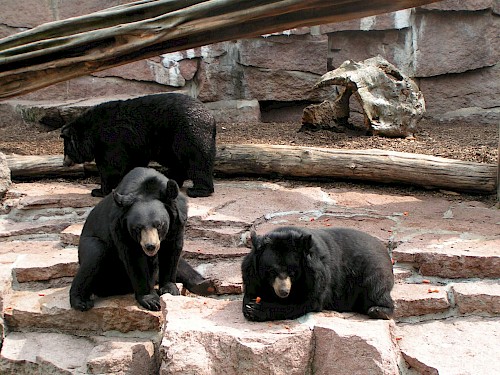 Zwei schwarze Bären im steinigen Gehege